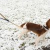 Welsh Springer Spaniel steht im Schnee. Er hat eine dunkelblaue Leine und Halsband.