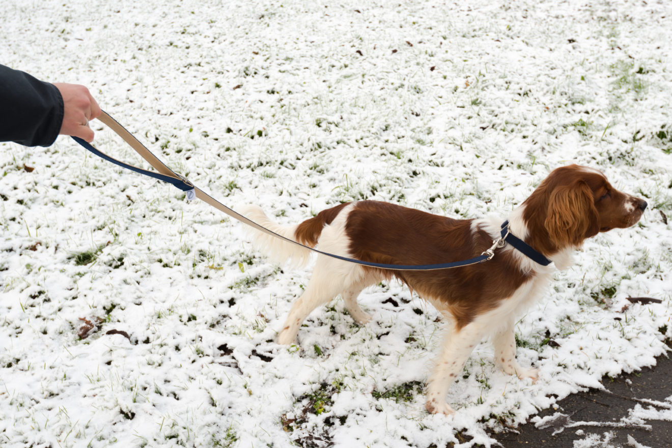 Welsh Springer Spaniel steht im Schnee. Er hat eine dunkelblaue Leine und Halsband.
