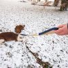 Welsh Springer Spaniel liegt im Schnee. Er hat eine dunkelblaue Leine und Halsband.