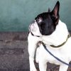 Französische Bulldogge mit Halsband und Leine in Oliv von Vackertass