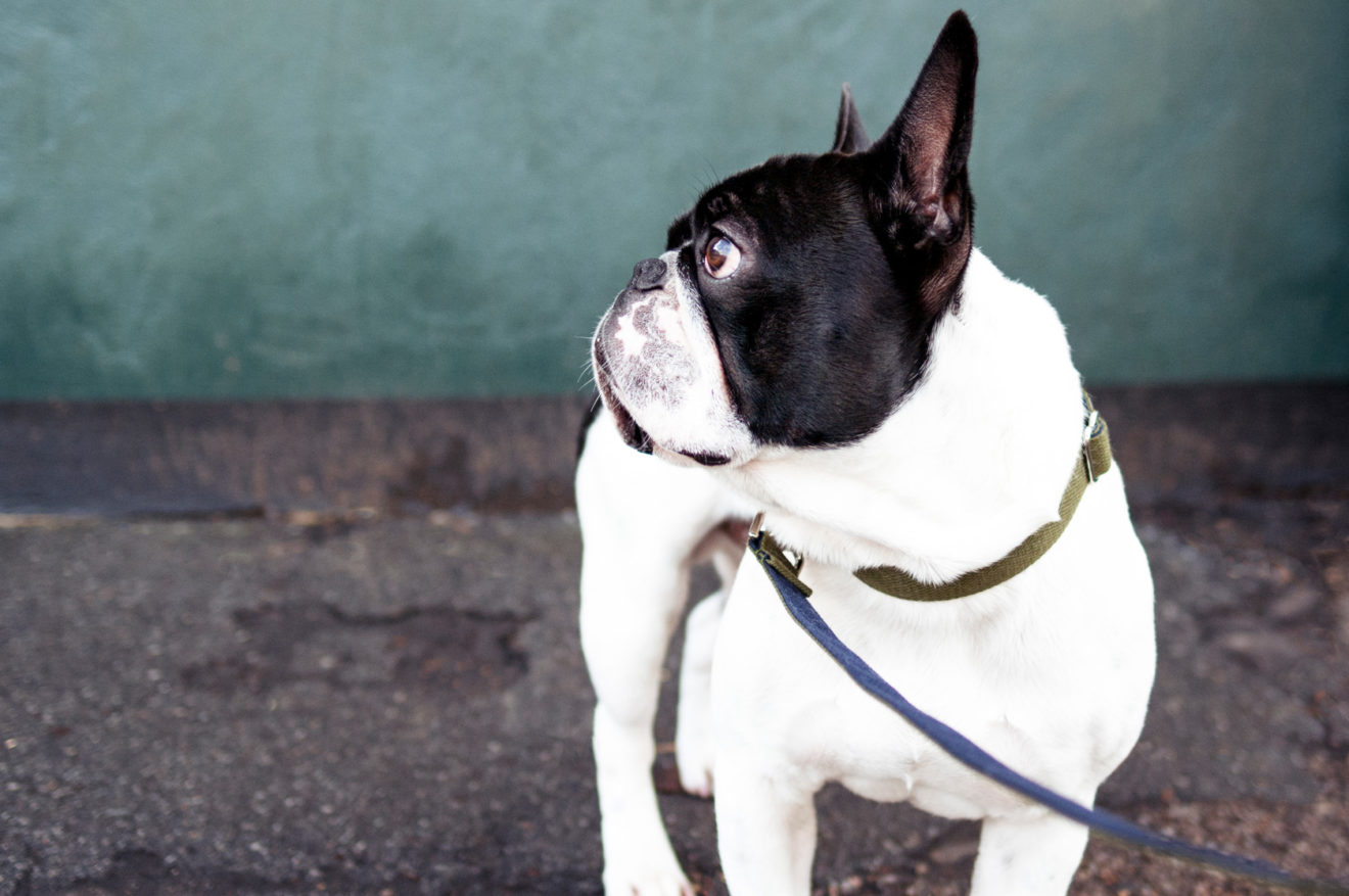 Französische Bulldogge mit Halsband und Leine in Oliv von Vackertass