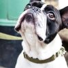 Bulldogge mit Halsband und Leine in Oliv von Vackertass