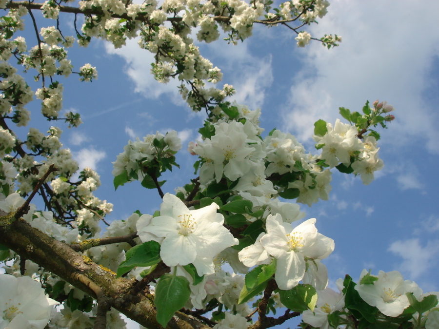 weiße Apfelblüten unter blauen Himmel