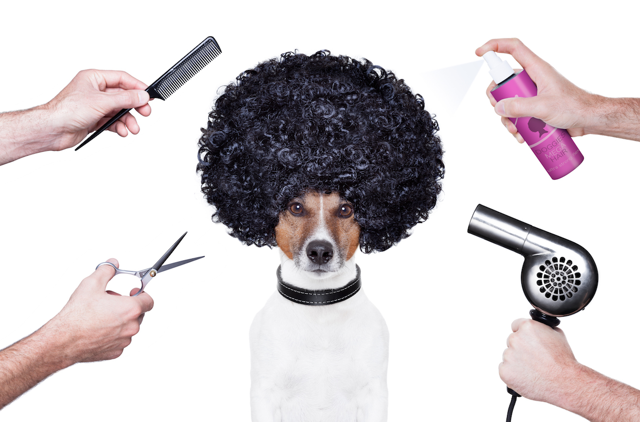 Terrier mit Afro-Perücke. Vier Hände mit Friseur-Accessoires sind um ihn herum.