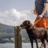 Brauner Labrador steht am See. Ein Mann hat ihn an einer orangen Leine.