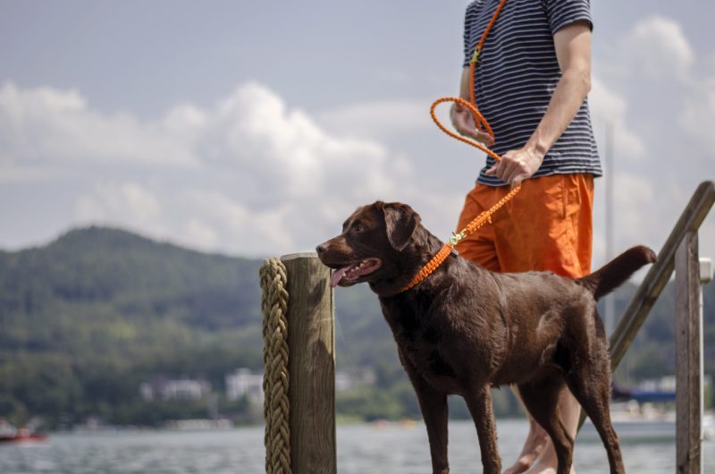 Brauner Labrador steht am See. Ein Mann hat ihn an einer orangen Leine.