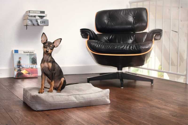 Kleiner schwarzer Hund sitzt auf einem grauen Hundekissen. Daneben steht ein Designer-Sessel.