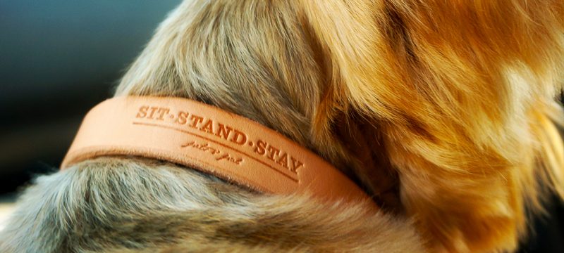 Hund trägt ein helles Lederhalsband mit Prägedruck der Firma sit-stand-stay