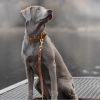 grauer Hund mit Halsband und Leine in Hellbraun von Molly and Stitch