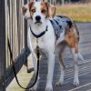 gefleckter Hund angeleint am Zaun mit Leine von Molly and Stitch