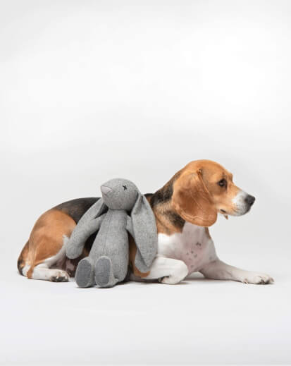 liegender Beagle mit Hundespielzeug Hase