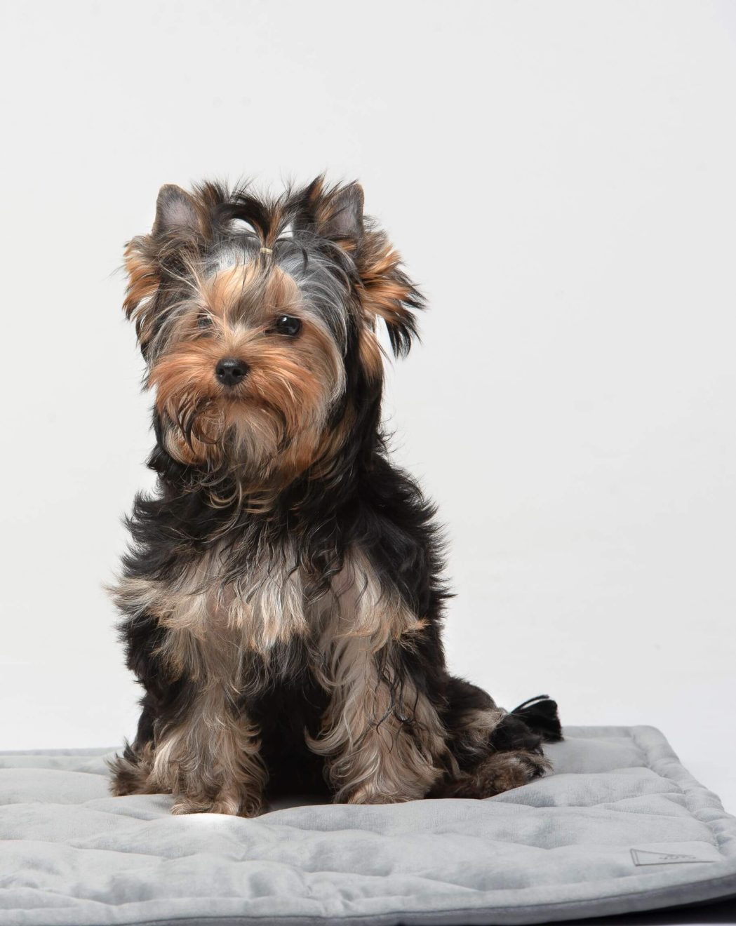Yorkshire Terrier sitzt auf grauer Hundedecke