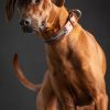 grauer Mastiff trägt stolz das Hundehalsband Icon von Malucchi