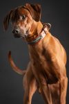 grauer Mastiff trägt stolz das Hundehalsband Icon von Malucchi