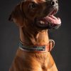 großer Hund trägt stolz das Hundehalsband Icon von Malucchi