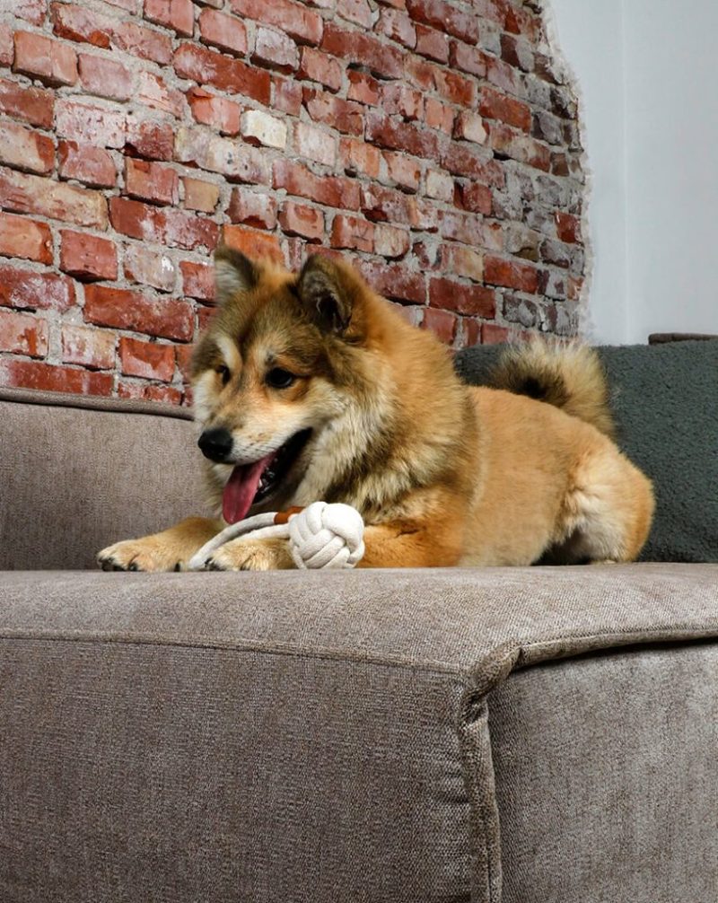 gewickelter Ball mit Schlaufe für Hunde aus Baumwolle