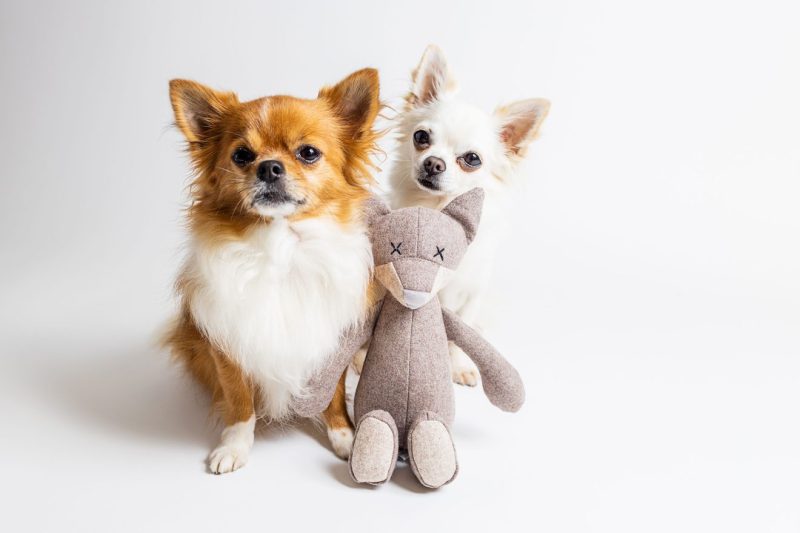 zwei Chihuahuas mit Hundespielzeug Fuchs