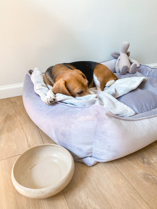 Beagle schläft neben einem Keramiknapf