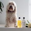 weißer Hütehund steht in der Badewanne neben Hundeshampoo von Bondi Wash