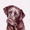 Grußkarte mit einem schokobraunen Labrador Portrait