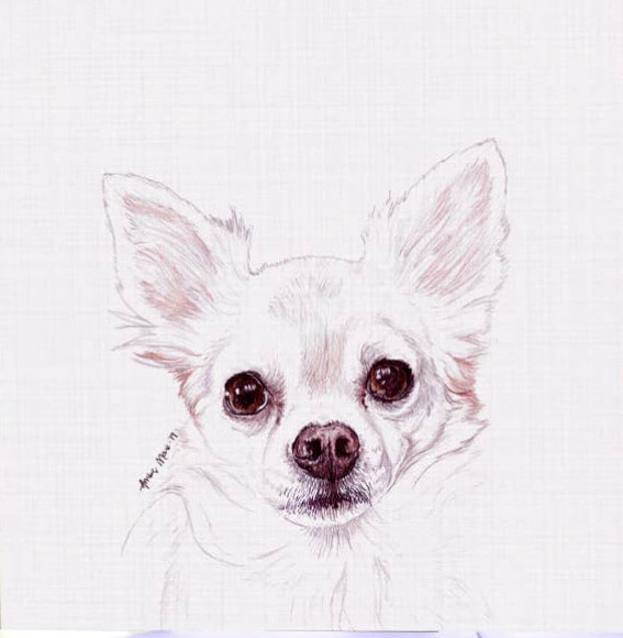 Grußkarte mit einem weißen Chihuahua Portrait