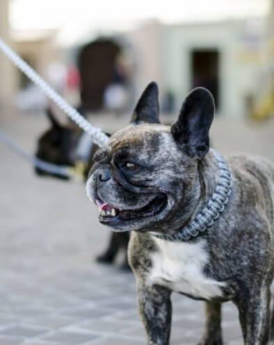 French Bulldog mit geflochtenem Halsband in grau