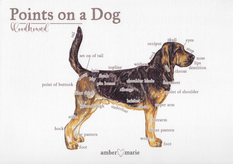Points on a Dog-Bloodhound