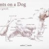 Points on a Dog-Clumber Spaniel