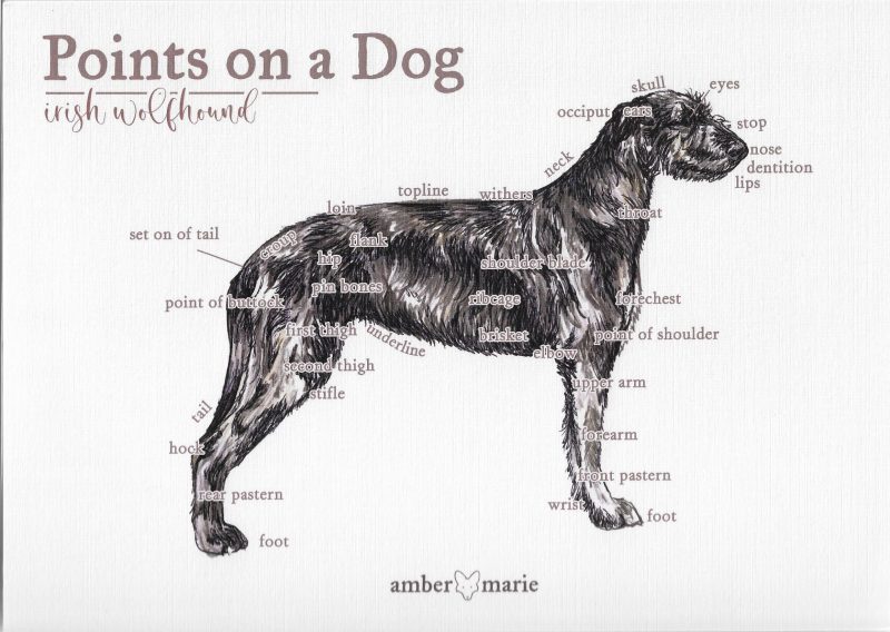 Points on a Dog-Irish Wolfhound