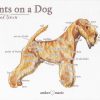 Points on a Dog-Lakeland Terrier