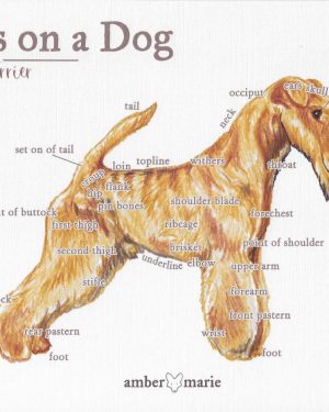 Points on a Dog-Lakeland Terrier