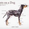 Points on a Dog-Manchester Terrier