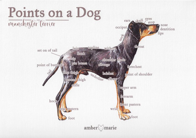 Points on a Dog-Manchester Terrier