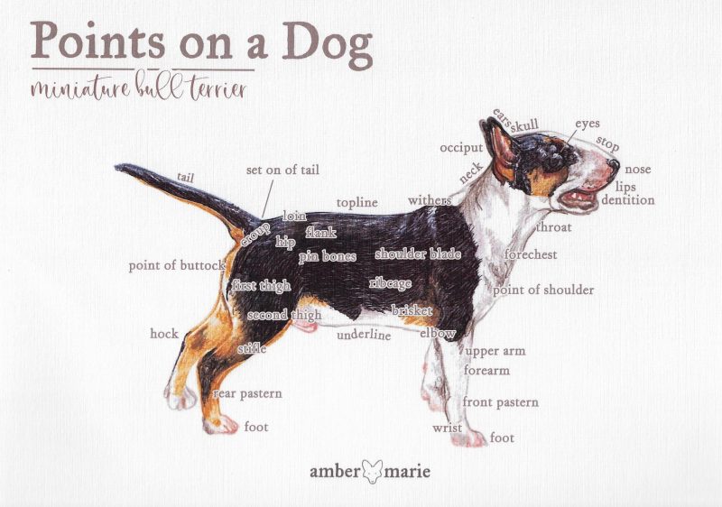 Points on a Dog-Miniature Bull Terrier