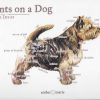 Points on a Dog-Norwich Terrier