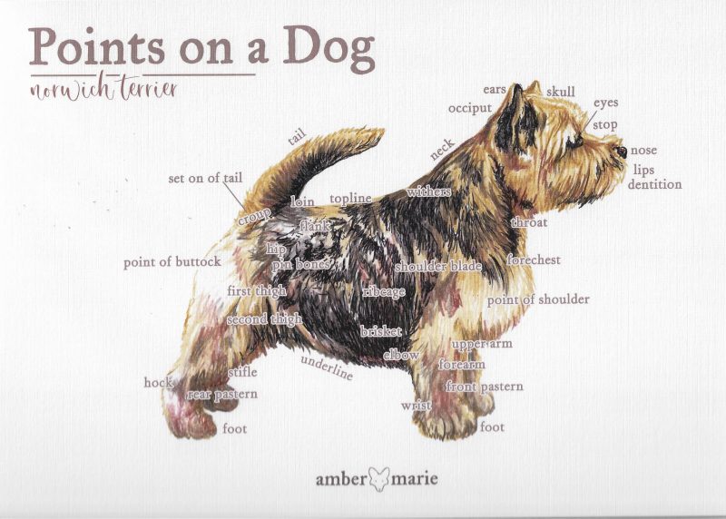 Points on a Dog-Norwich Terrier