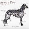Points on a Dog-Scottish Deerhound