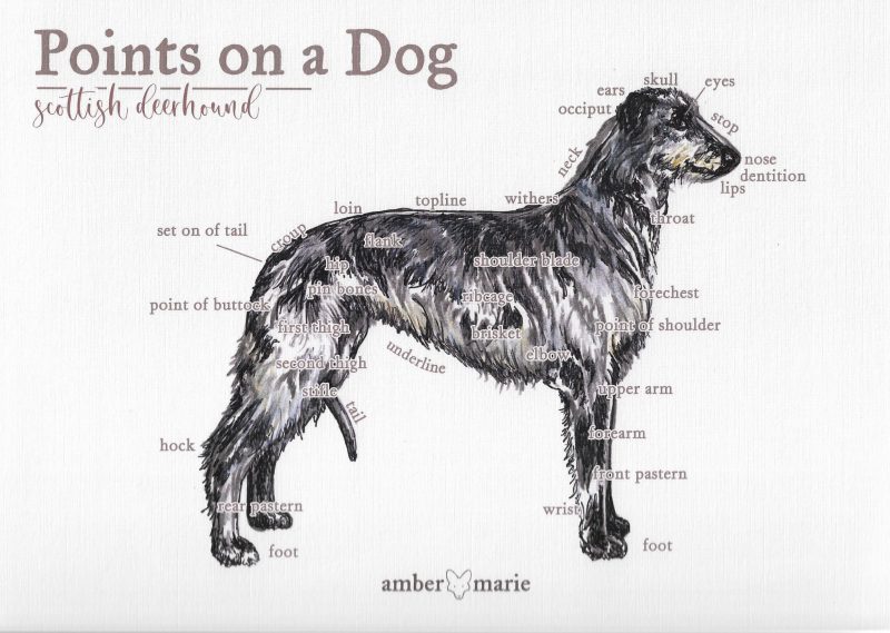Points on a Dog-Scottish Deerhound
