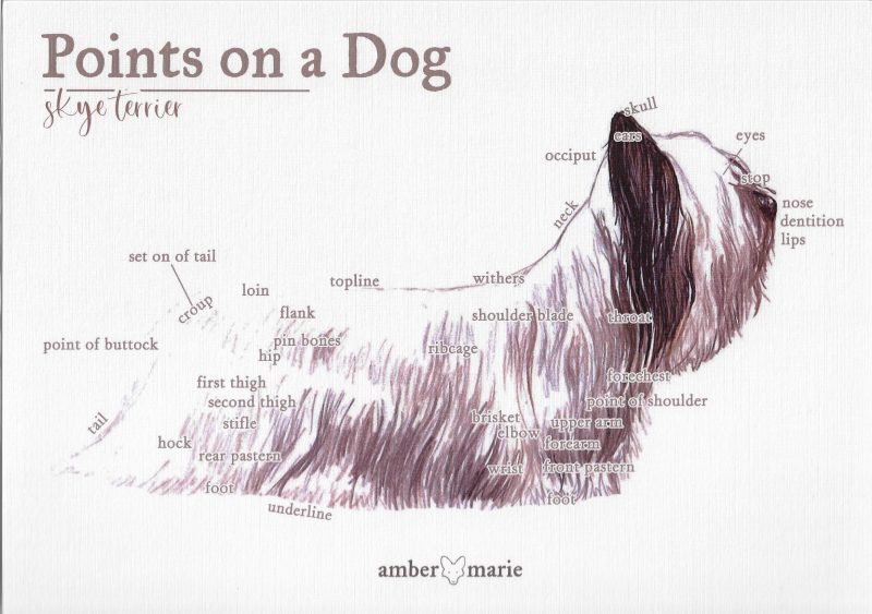 Points on a Dog-Skye Terrier