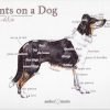 Points on a Dog-Smooth Collie