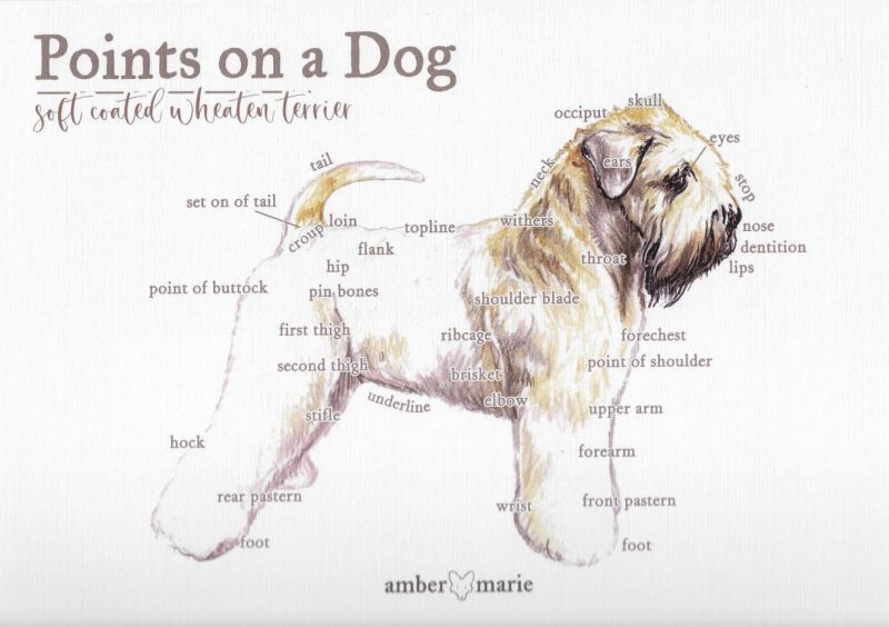 Points on a Dog-Soft Coated Wheaten Terrier