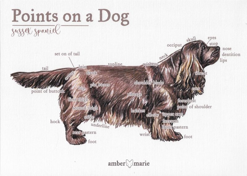 Points on a Dog-Sussex Spaniel