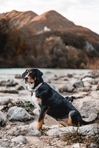Appenzeller Hund sitzt in einer Berglandschaft