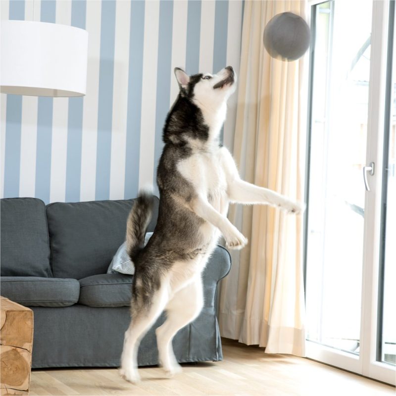 Ein Husky streckt sich nach einem Ball im Wohnzimmer