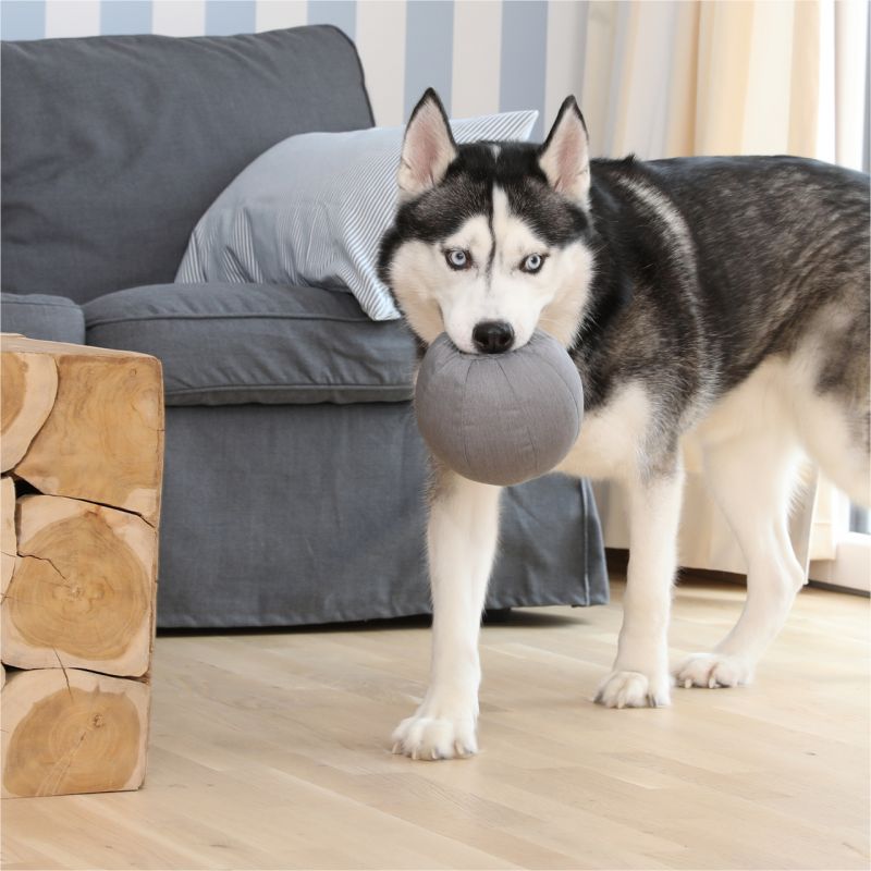 Ein Husky trägt einen grauen, soften Ball im Maul.